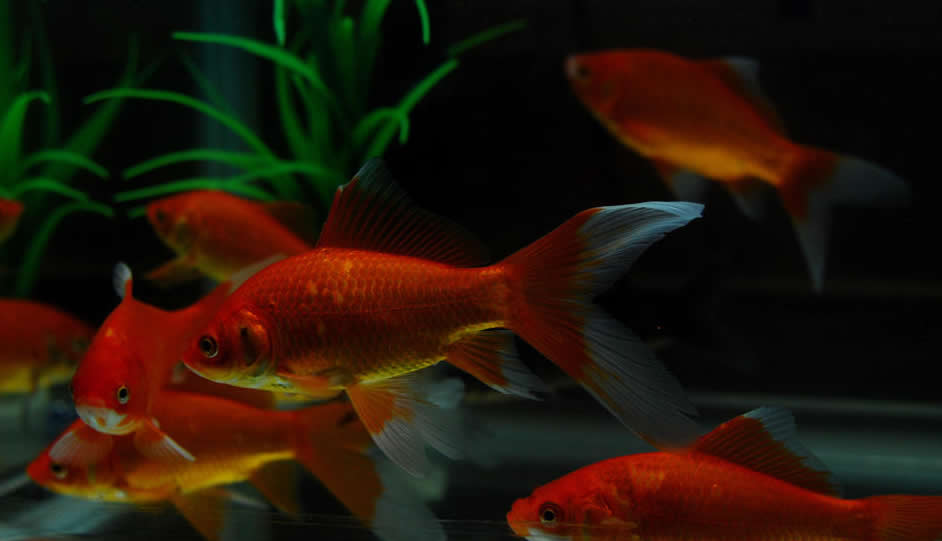 点击大图看下一张:一组活泼美丽的锦鲤图片