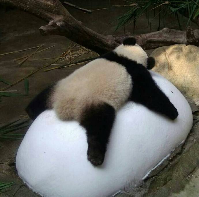 点击大图看下一张：一组可爱爆棚的大熊猫图片