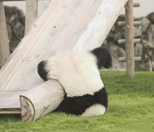点击大图看下一张：一组可爱爆棚的大熊猫图片