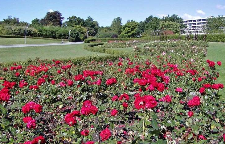 点击大图看下一张：瑞士伯尔尼玫瑰公园风景图片