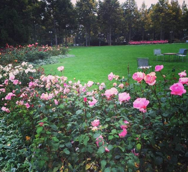 点击大图看下一张：瑞士伯尔尼玫瑰公园风景图片