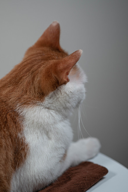 点击大图看下一张：一只安静的大橘猫