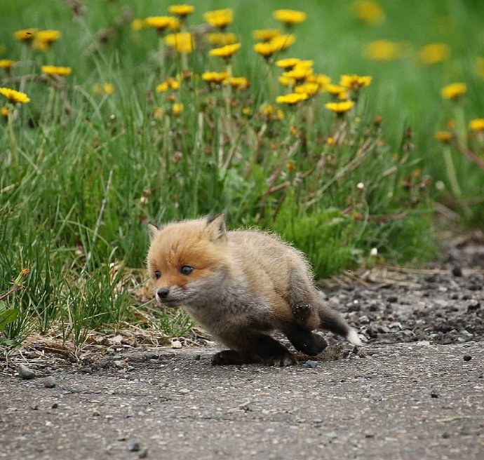 点击大图看下一张：一组超级可爱的野生小狐狸