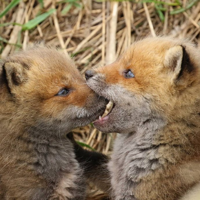 点击大图看下一张：一组超级可爱的野生小狐狸