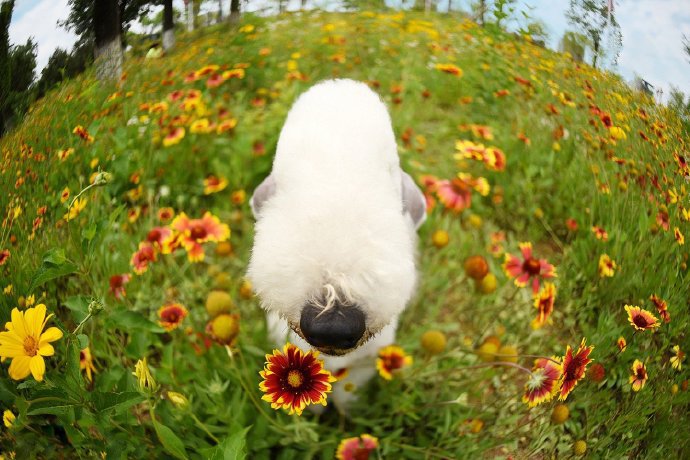 点击大图看下一张：顽皮可爱花丛中的狗狗