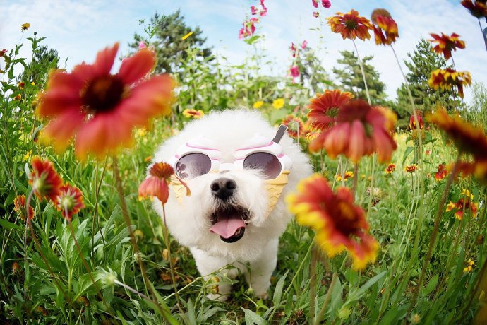 点击大图看下一张：顽皮可爱花丛中的狗狗