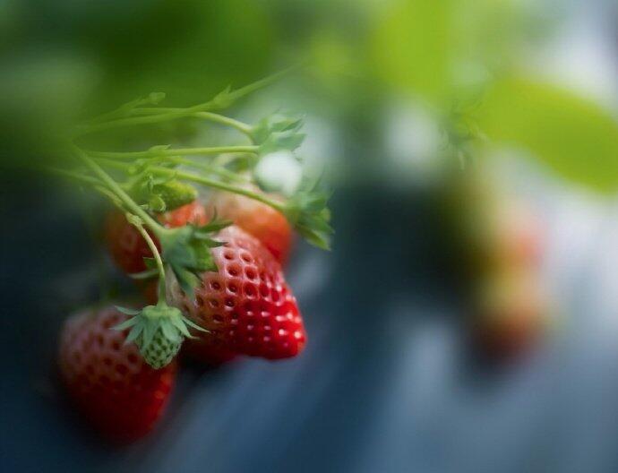 点击大图看下一张：一组还在园里的草莓图片