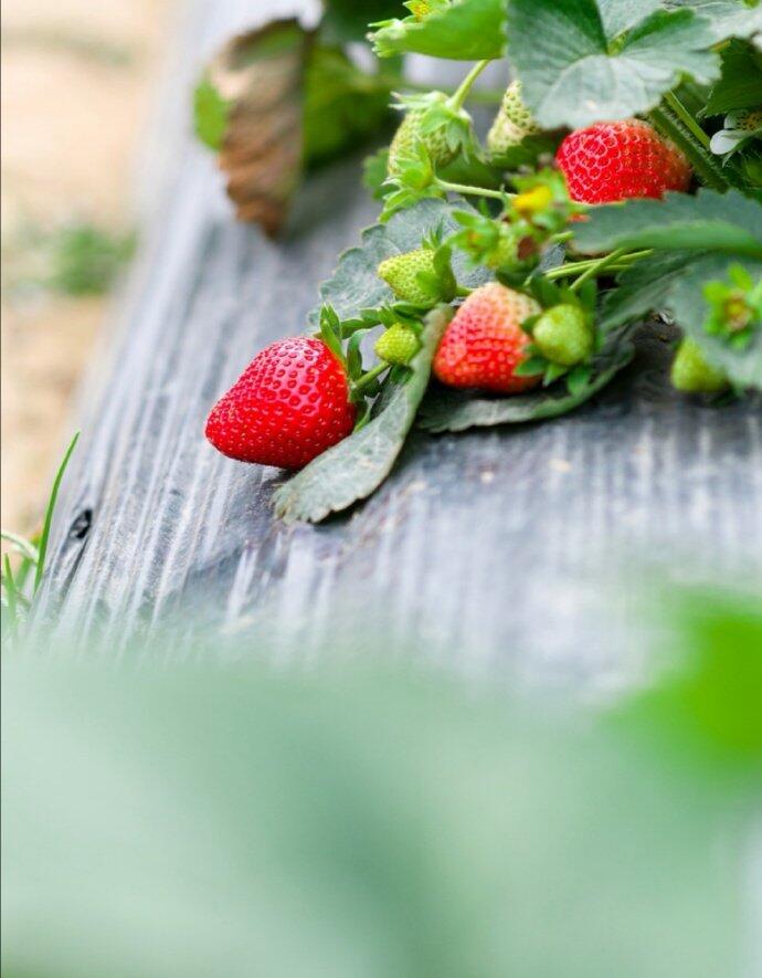 点击大图看下一张：一组还在园里的草莓图片