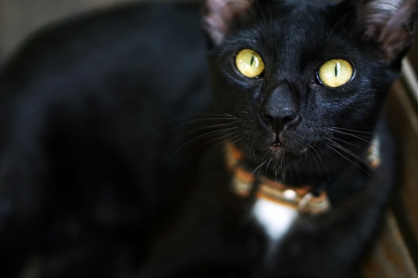 点击大图看下一张：与黑夜融为一体的黑猫图片