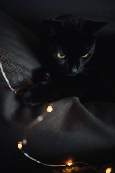 点击大图看下一张：与黑夜融为一体的黑猫图片