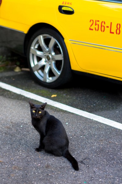 点击大图看下一张：聪明机灵的黑猫图片