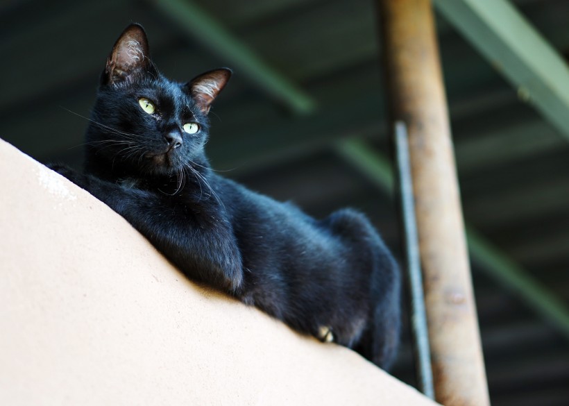 点击大图看下一张：聪明机灵的黑猫图片
