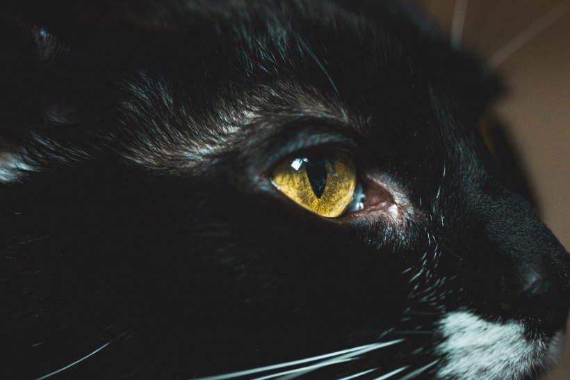 点击大图看下一张：霸气侧漏的黑猫图片