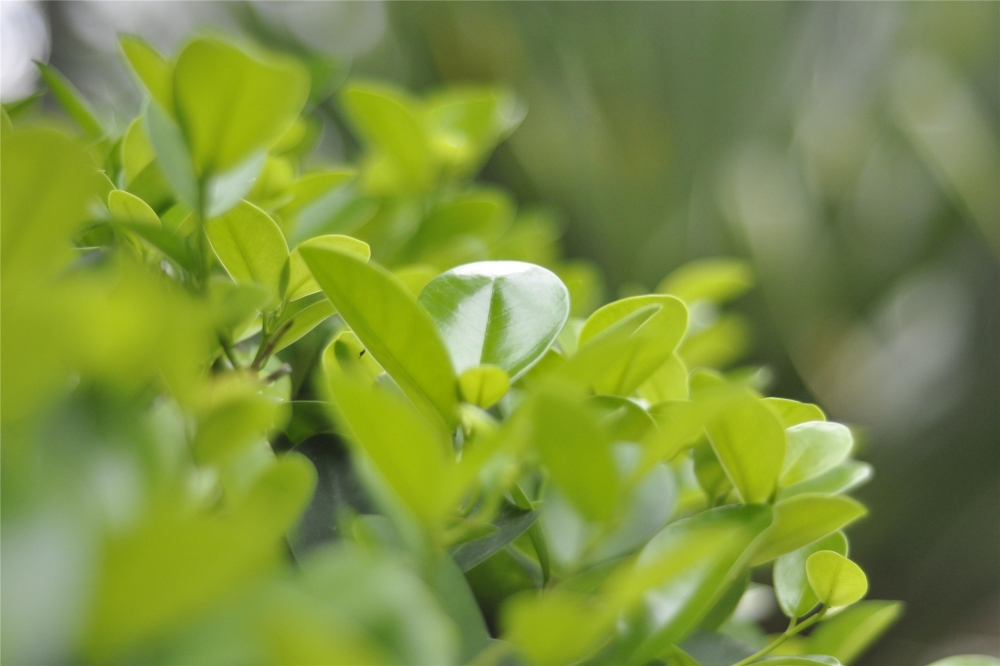 点击大图看下一张：绿色小清新植物护眼高清桌面壁纸