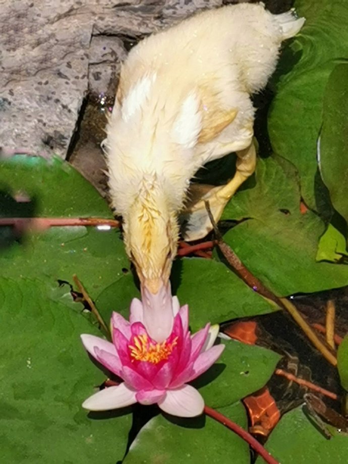 点击大图看下一张：莲花旁的小鸭子图片欣赏