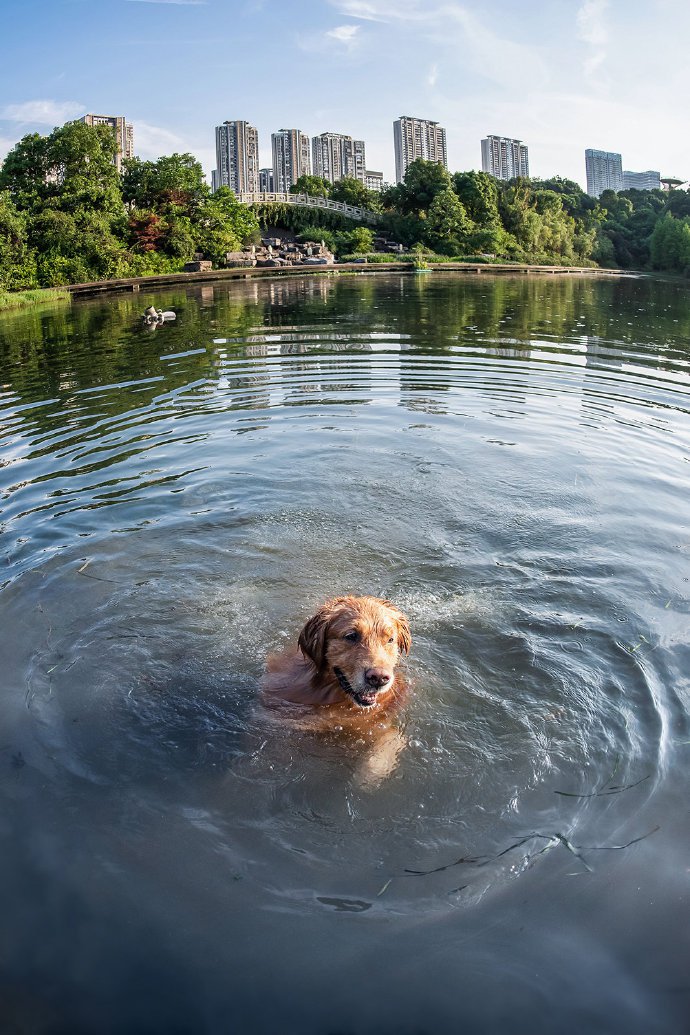 点击大图看下一张：水里游泳的金毛狗狗图片