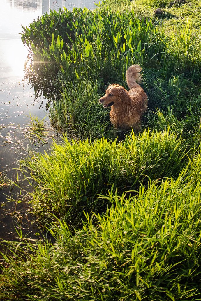 点击大图看下一张：水里游泳的金毛狗狗图片