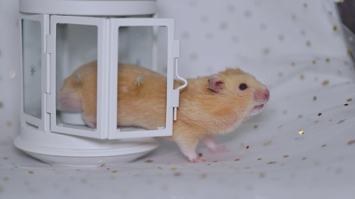 点击大图看下一张：有着自己小房间的小仓鼠图片