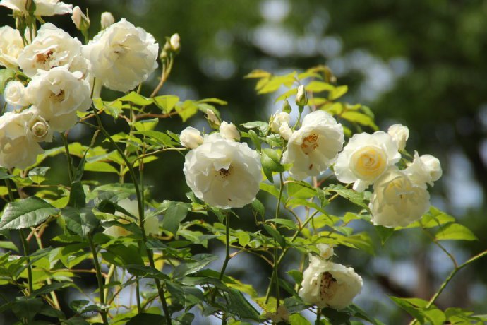 点击大图看下一张：一组白色唯美的蔷薇花图片