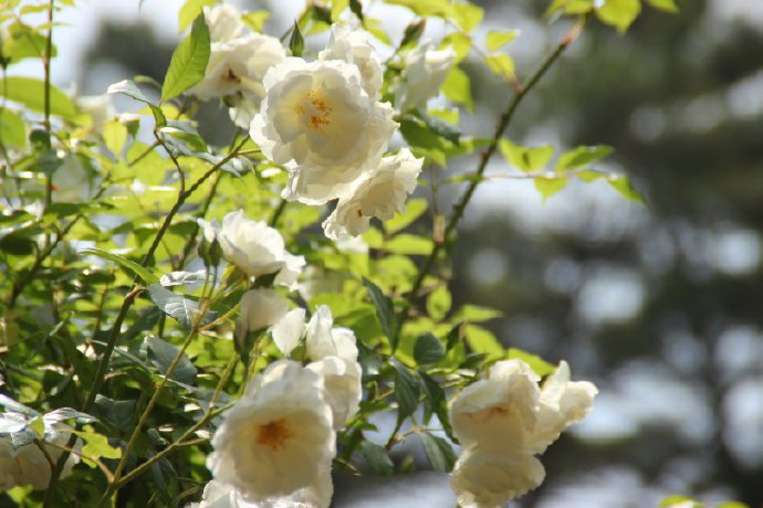点击大图看下一张：一组白色唯美的蔷薇花图片