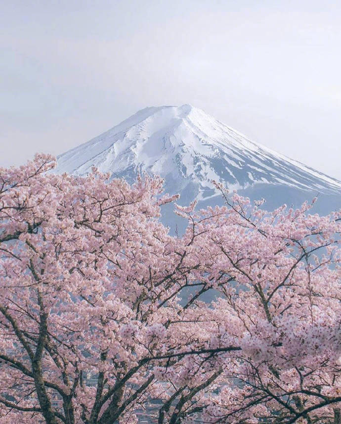 点击大图看下一张：跨越四季的富士山