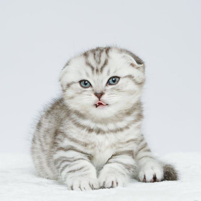 点击大图看下一张：一组软萌优雅的猫咪图片