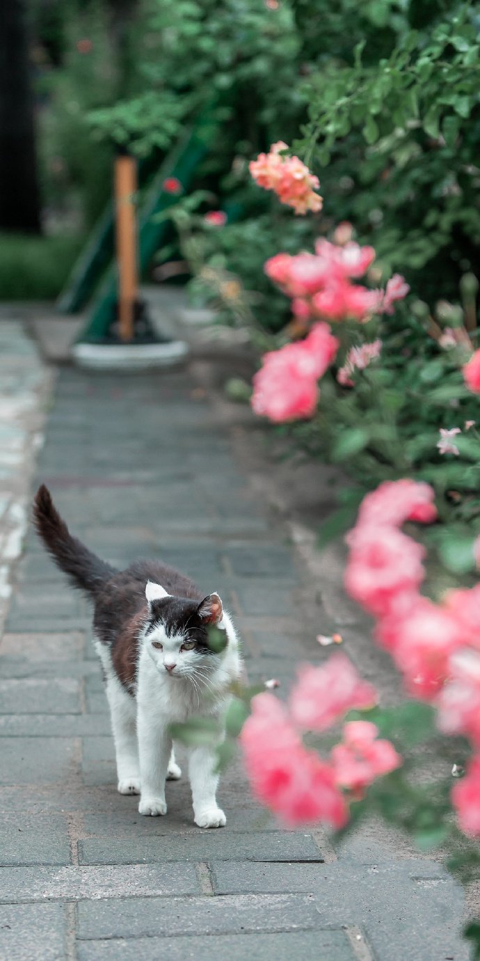 点击大图看下一张：一组玫瑰花下的猫咪图片
