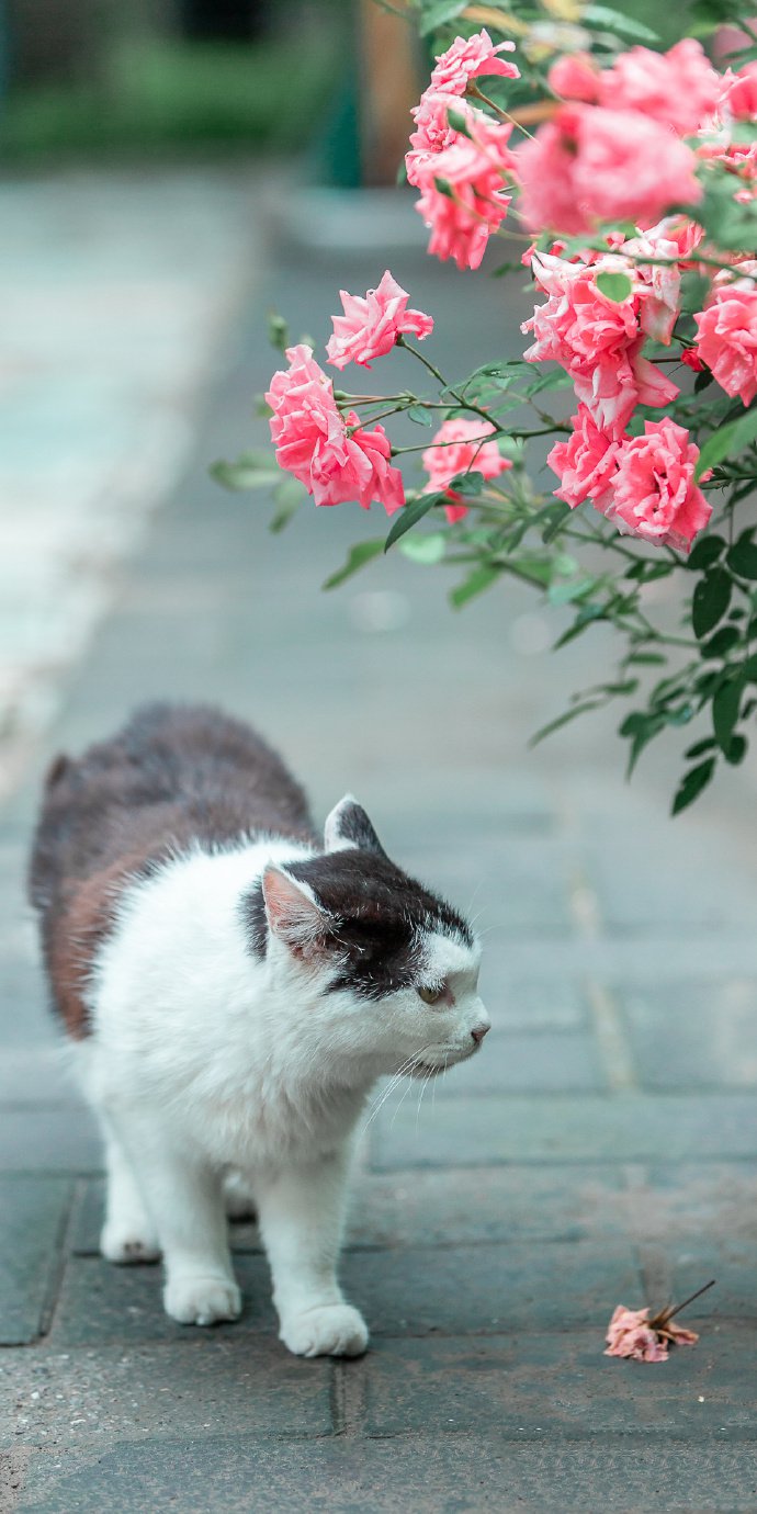 点击大图看下一张：一组玫瑰花下的猫咪图片
