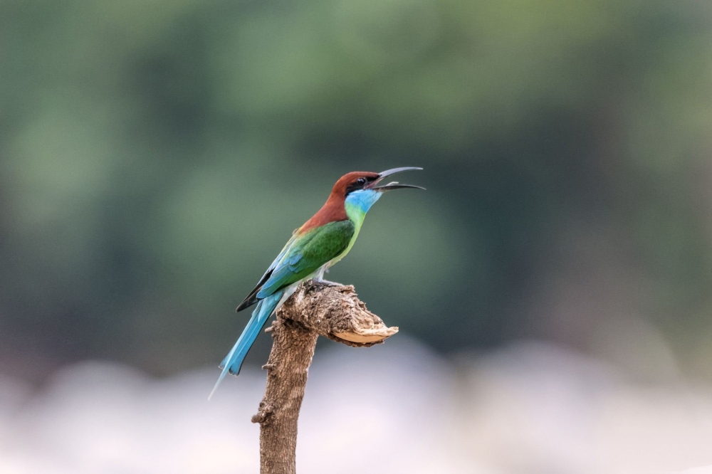 点击大图看下一张：中国最美的小鸟——蓝喉蜂虎