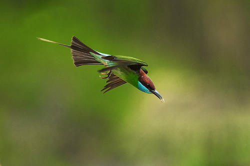 点击大图看下一张：中国最美的小鸟——蓝喉蜂虎