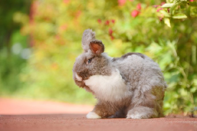 点击大图看下一张：兔兔好可爱，眼睛像宝石
