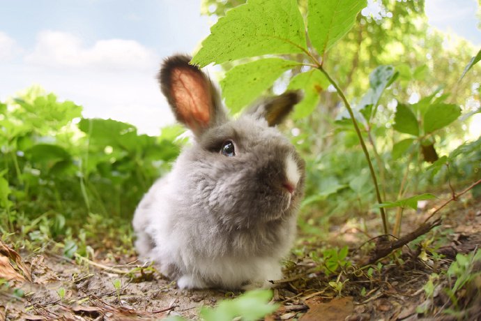 点击大图看下一张：兔兔好可爱，眼睛像宝石