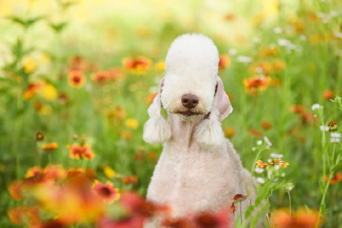 点击大图看下一张：花丛中可爱的贝灵顿狗狗