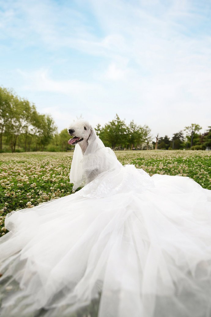 点击大图看下一张：花丛中可爱的贝灵顿狗狗