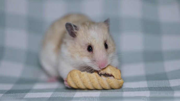 点击大图看下一张：吃东西的小小仓鼠图片欣赏