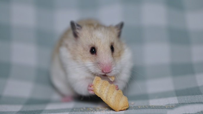 点击大图看下一张：吃东西的小小仓鼠图片欣赏