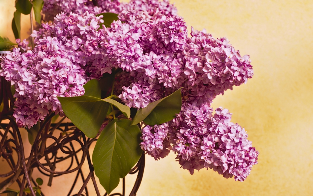 点击大图看下一张：紫色丁香花唯美图片桌面壁纸