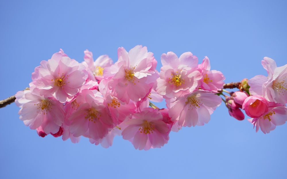 点击大图看下一张：清新粉嫩的樱花图片桌面壁纸
