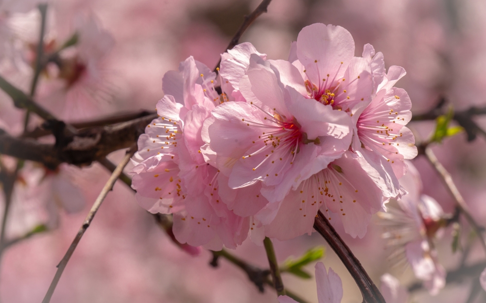 点击大图看下一张：清新粉嫩的樱花图片桌面壁纸