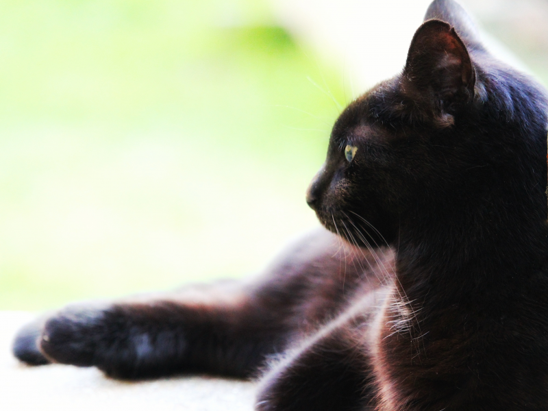 点击大图看下一张：一组神秘的黑猫图片