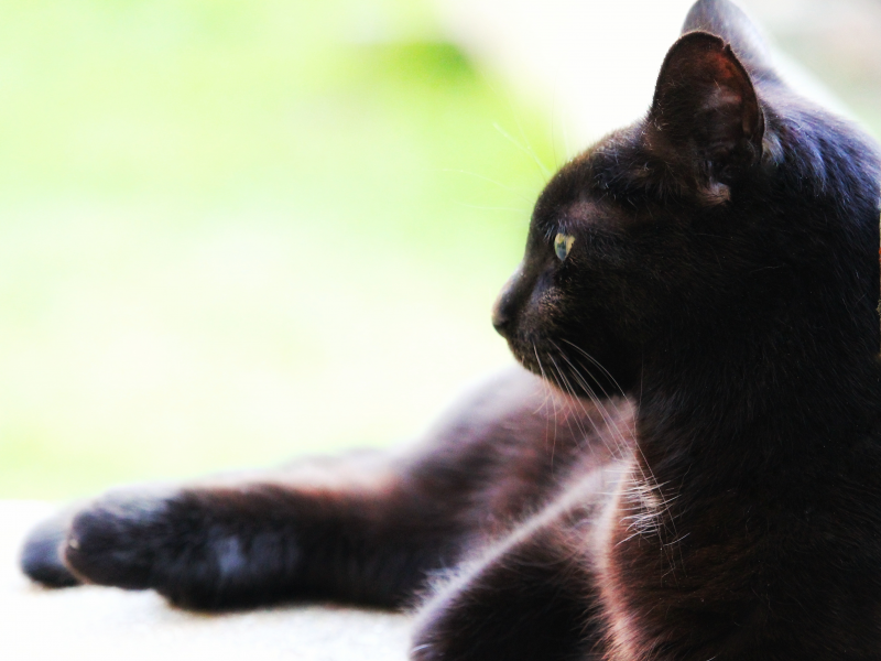 点击大图看下一张:一组神秘的黑猫图片