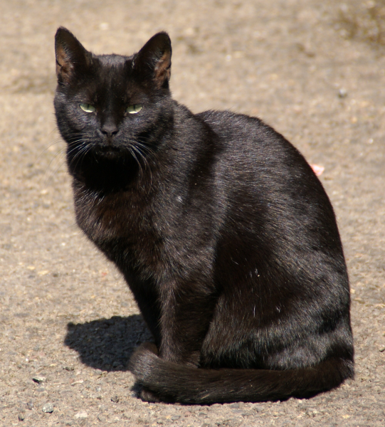 点击大图看下一张：一组神秘的黑猫图片