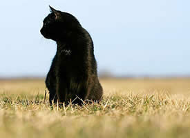一组神秘的黑猫图片
