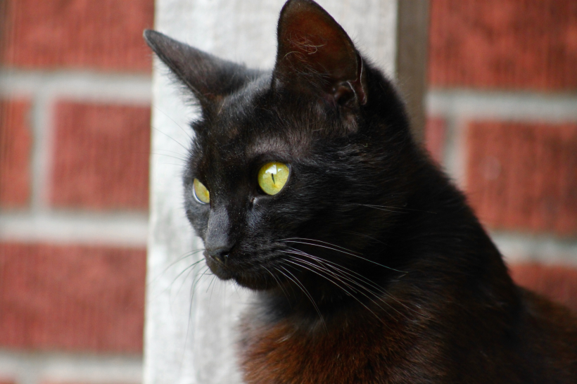 点击大图看下一张：黑色的猫咪图片