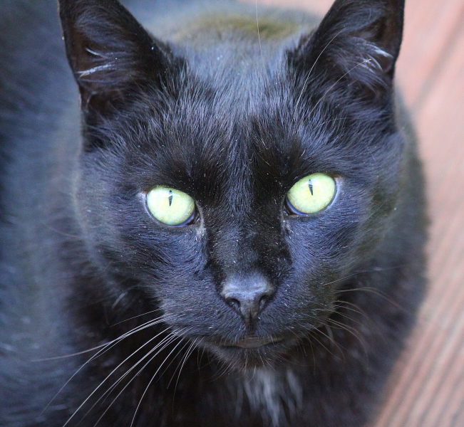 点击大图看下一张：黑色的猫咪图片