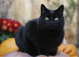 黑色的猫咪图片