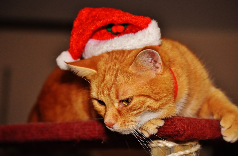 点击大图看下一张：戴着圣诞帽的虎斑猫图片