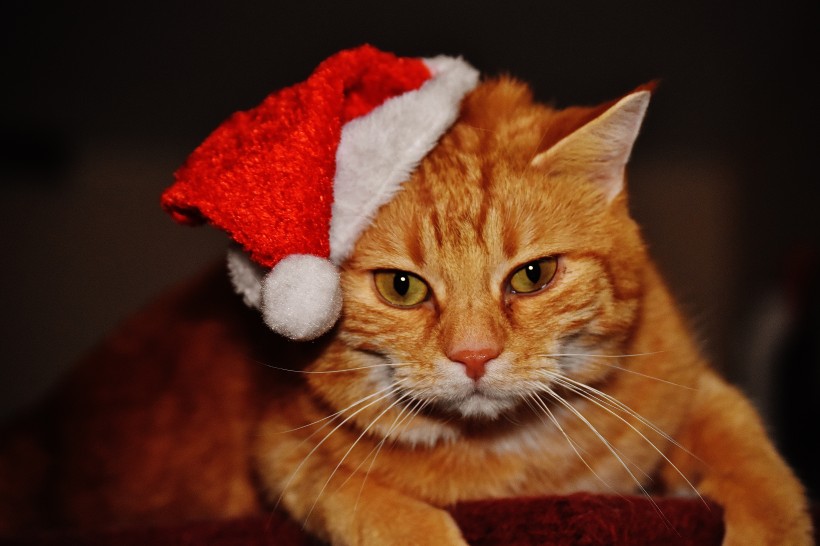 点击大图看下一张：戴着圣诞帽的虎斑猫图片