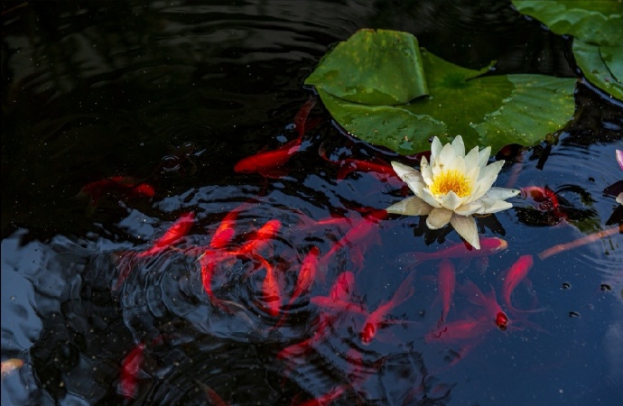 点击大图看下一张：莲花下的红色锦鲤