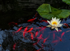 莲花下的红色锦鲤